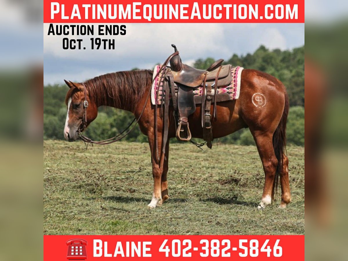 American Quarter Horse Gelding 3 years 14,2 hh Chestnut in Hugo, OK