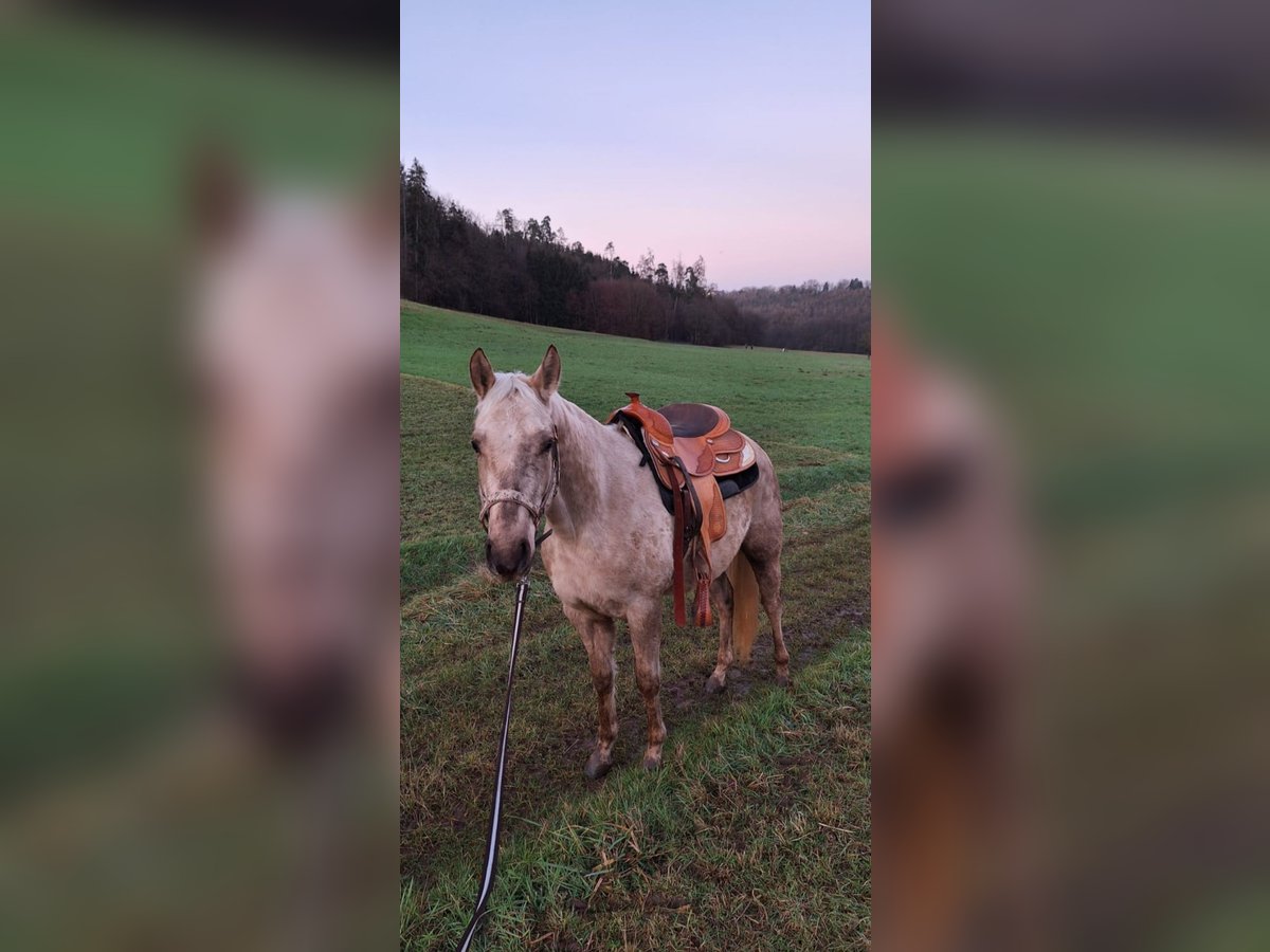 American Quarter Horse Gelding 3 years 14,2 hh Palomino in Neckargemünd