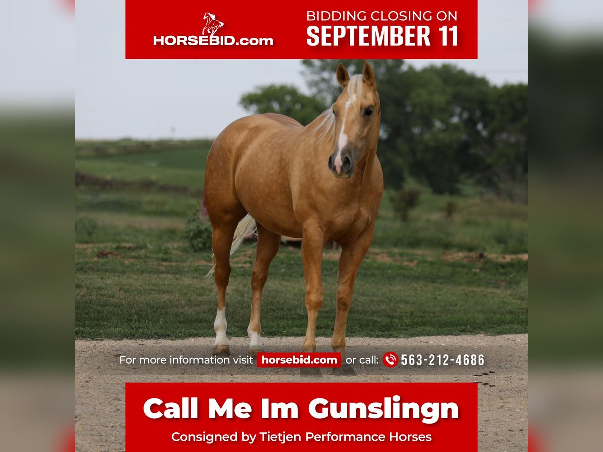 American Quarter Horse Gelding 3 years 14,3 hh Palomino in Bellevue, IA