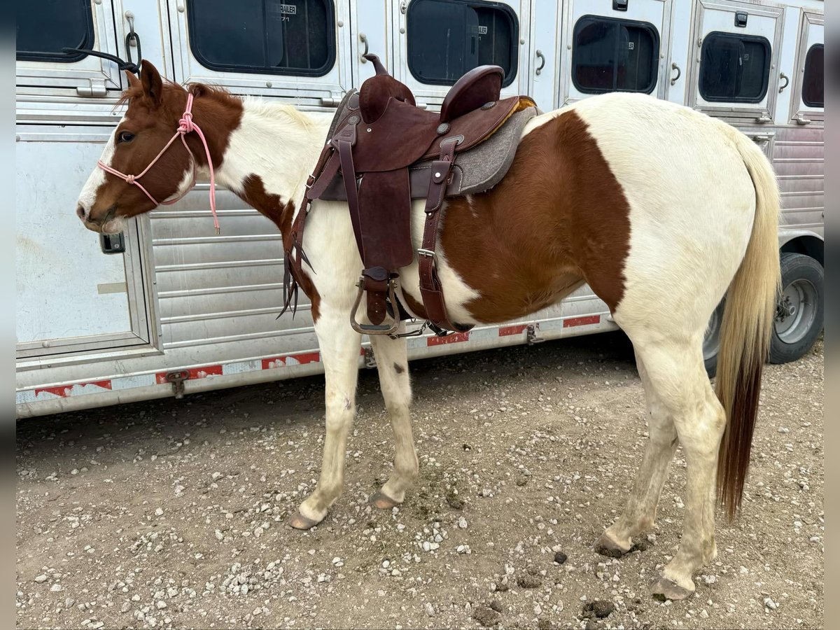 American Quarter Horse Gelding 3 years 14,3 hh Tobiano-all-colors in Weatherford TX