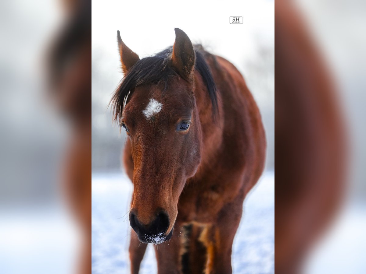 American Quarter Horse Gelding 3 years 14,1 hh Brown in Bruchk&#xF6;bel
