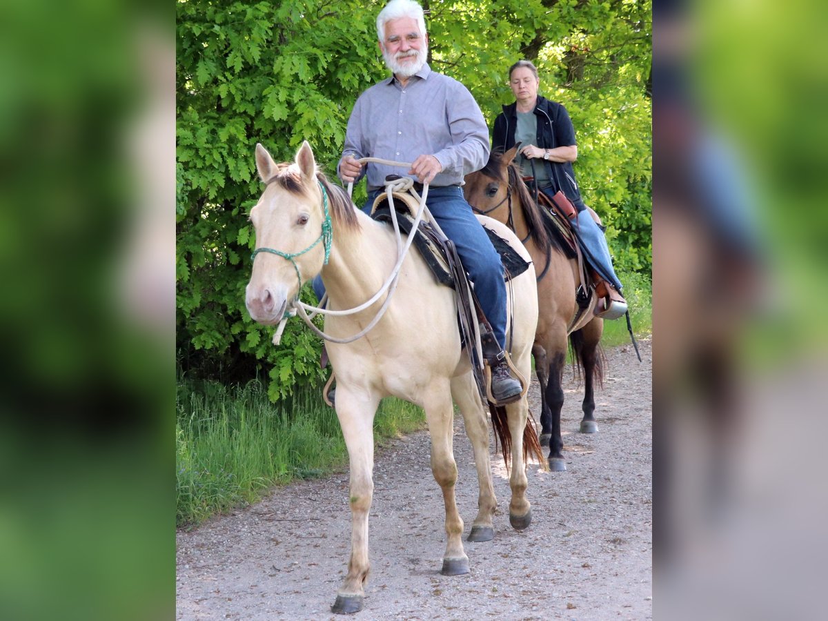 American Quarter Horse Gelding 3 years 14,1 hh Champagne in M&#xFC;glitztal