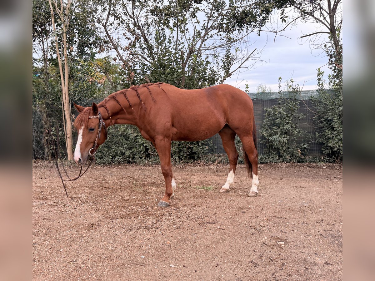 American Quarter Horse Gelding 3 years 14,1 hh Chestnut-Red in Follonica