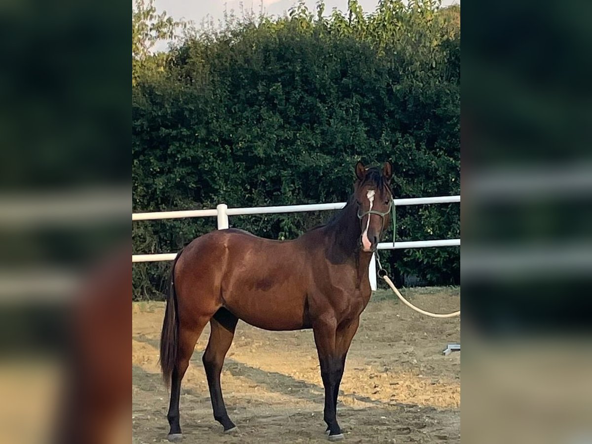 American Quarter Horse Gelding 3 years 14,2 hh Brown in Civitavecchia American Quarter Horse Gelding 3 years 14,2 hh Brown in Civitavecchia