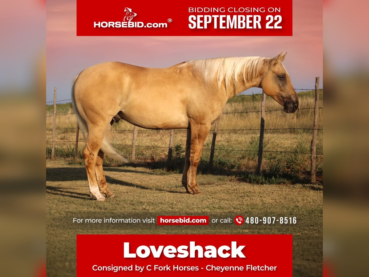 American Quarter Horse Gelding 3 years 14,2 hh Dunalino in Amarillo