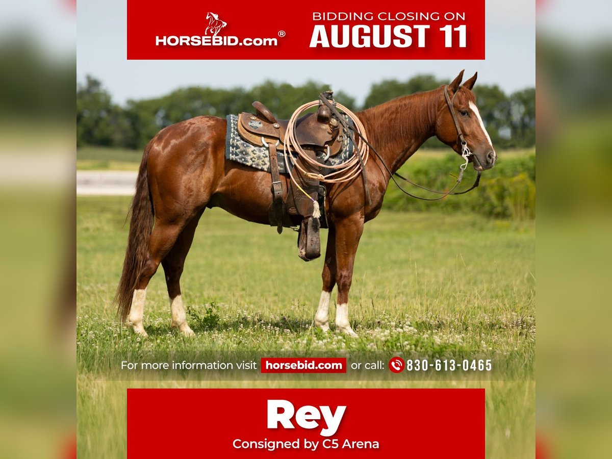 American Quarter Horse Gelding 3 years 14,2 hh Sorrel in Decorah, IA