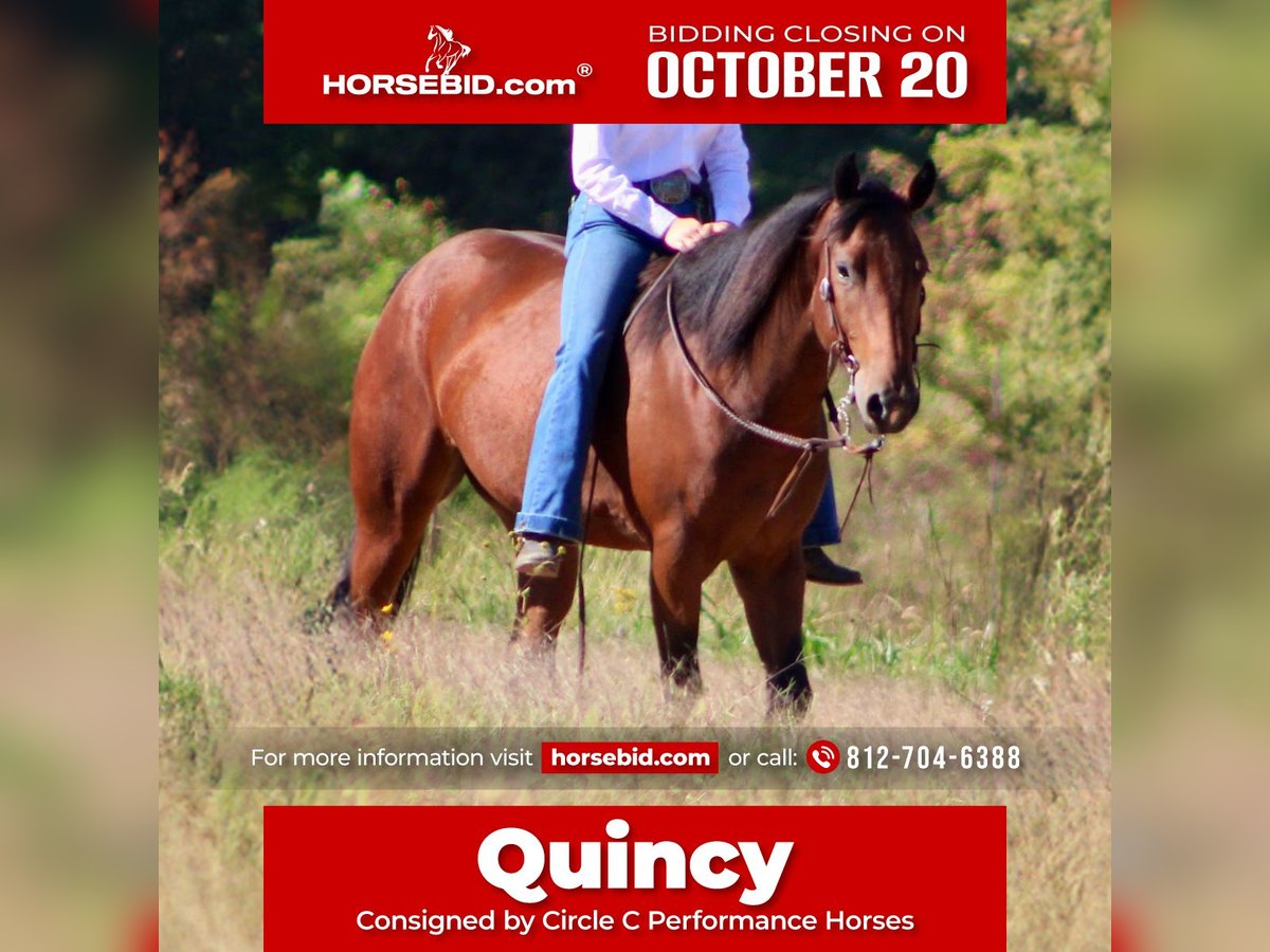 American Quarter Horse Gelding 3 years 14,3 hh Bay in Borden