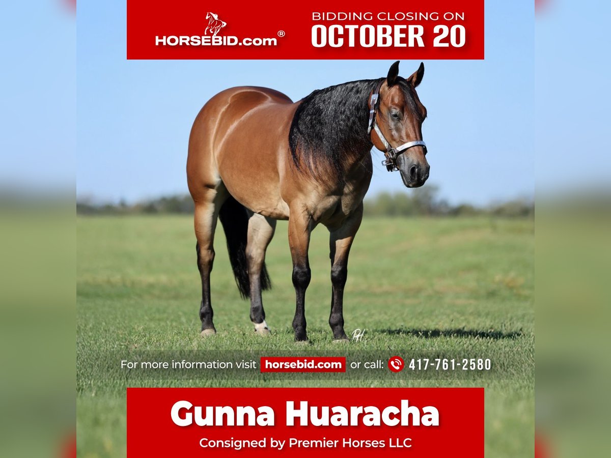 American Quarter Horse Gelding 3 years 14,3 hh Bay in Buffalo, MO