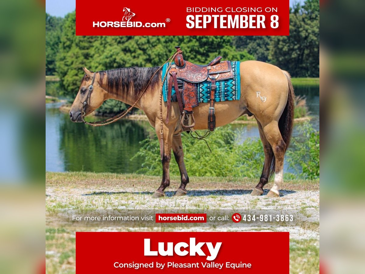 American Quarter Horse Gelding 3 years 14,3 hh in Robards, KY