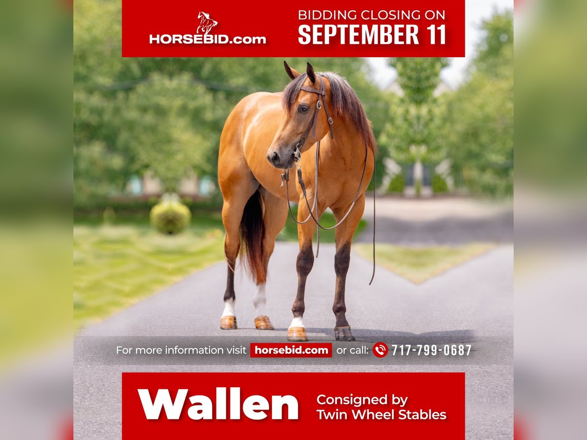 American Quarter Horse Gelding 3 years 15,1 hh Buckskin in New Holland, PA