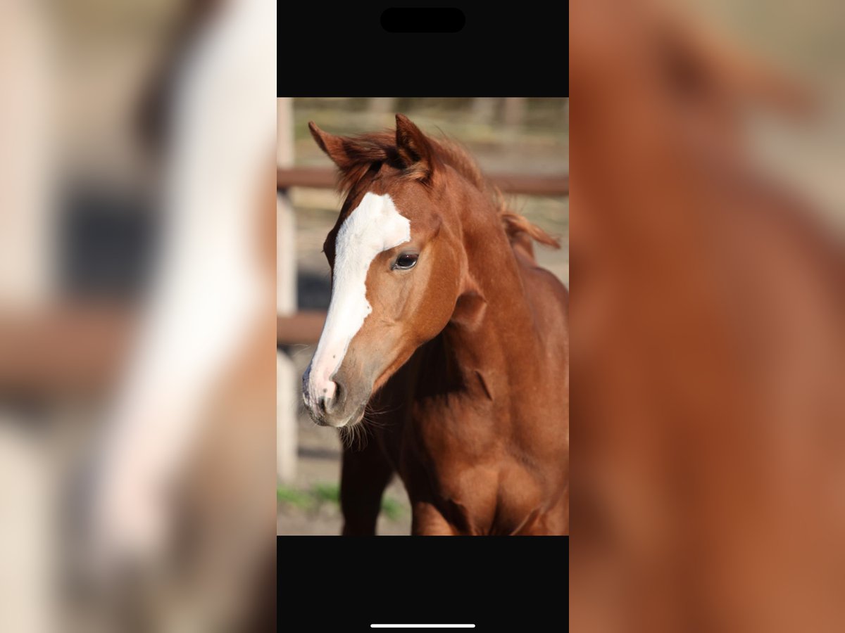 American Quarter Horse Gelding 3 years 15,1 hh Chestnut-Red in Dörfles