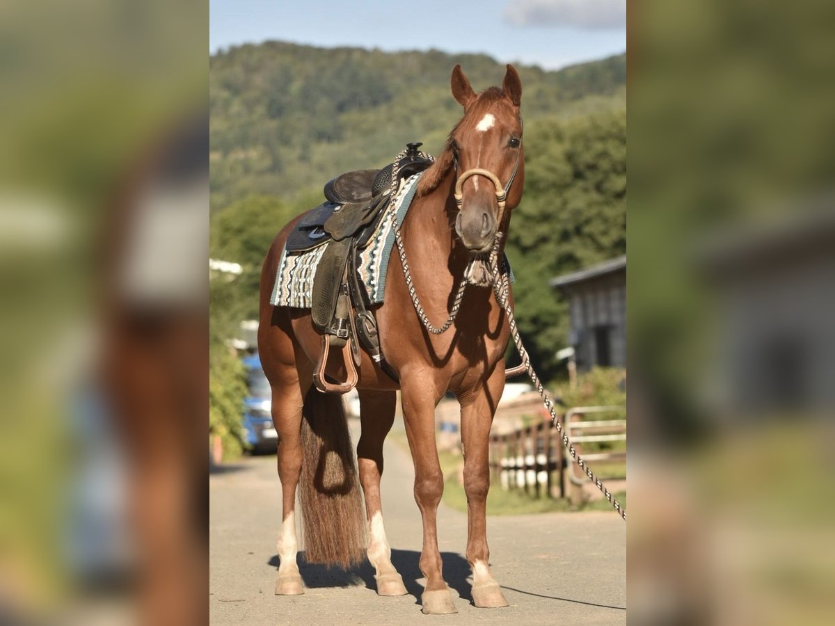 American Quarter Horse Gelding 3 years 15,1 hh Chestnut-Red in Floh-Seligenthal