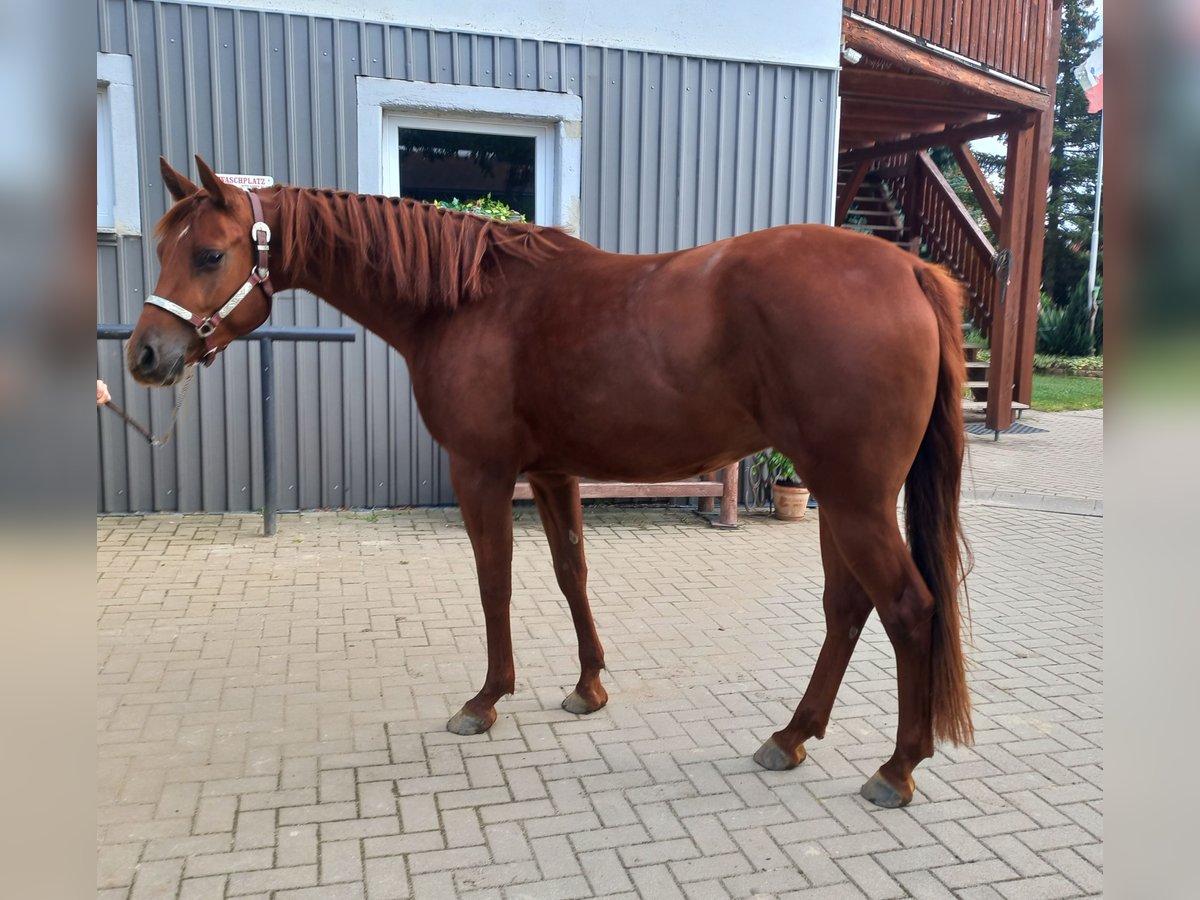 American Quarter Horse Gelding 3 years 15,1 hh Chestnut-Red in Harth-Pöllnitz