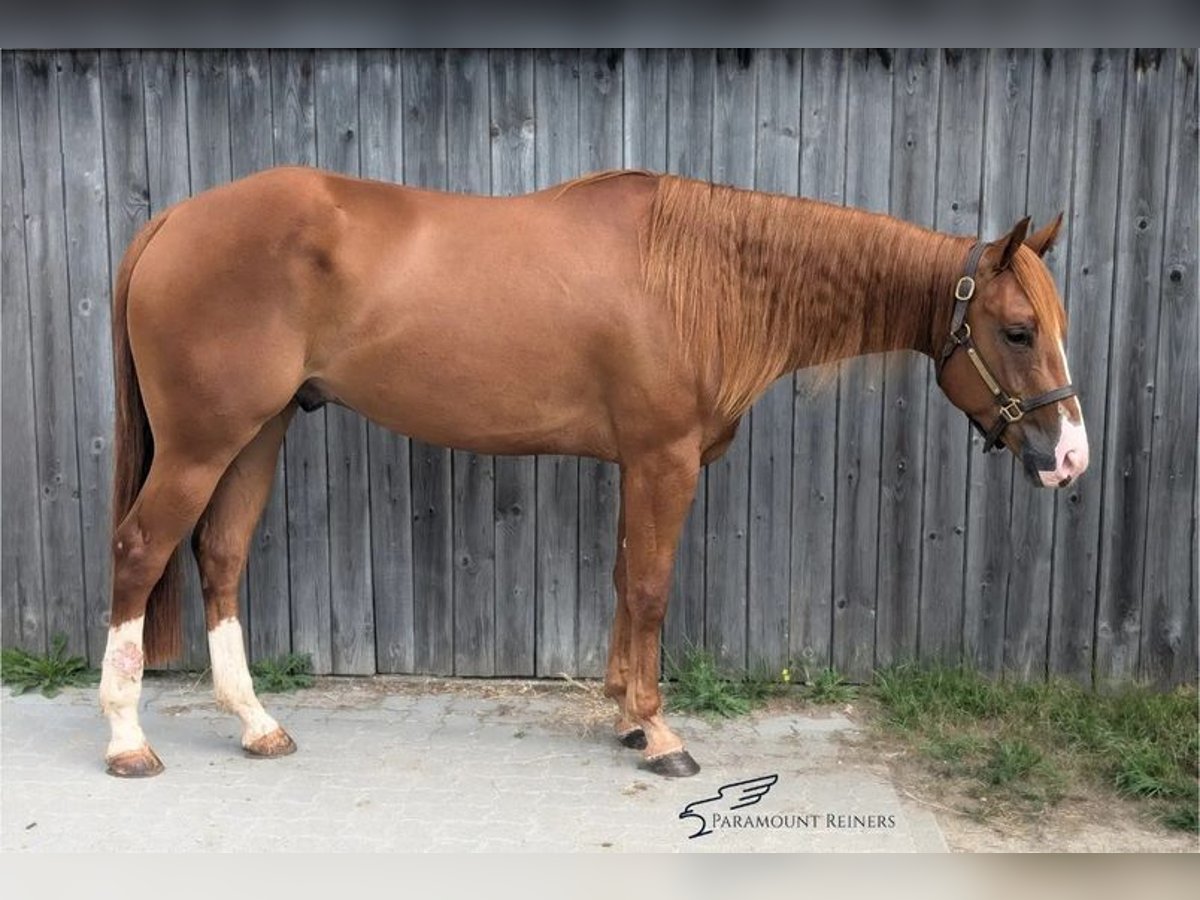 American Quarter Horse Gelding 3 years 15,1 hh Chestnut-Red in Büttelborn