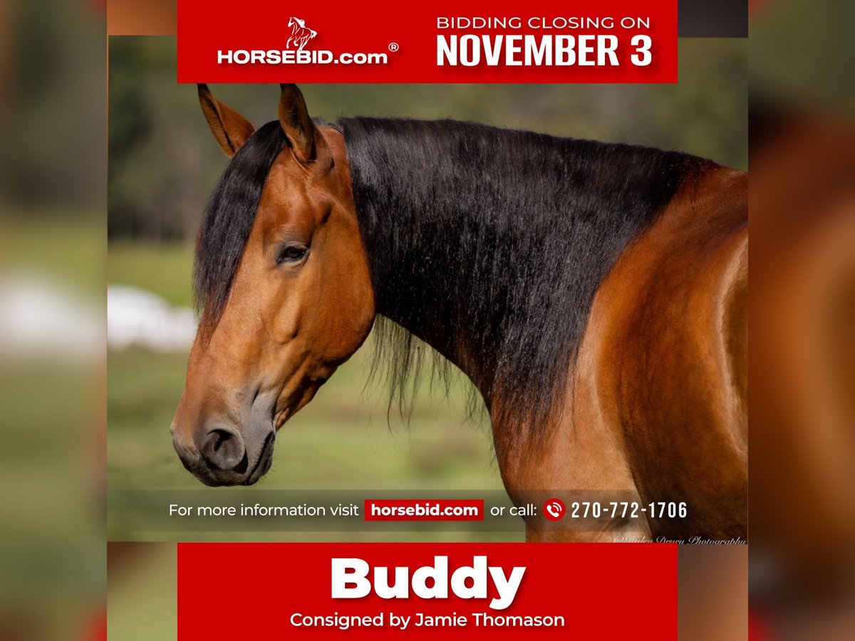 American Quarter Horse Mix Gelding 3 years 15,2 hh Bay in Auburn, KY