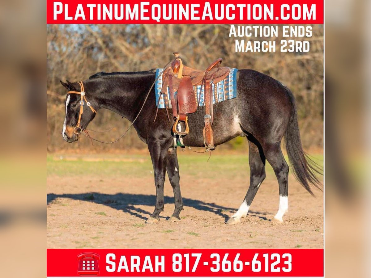 American Quarter Horse Gelding 3 years 15,2 hh Roan-Bay in Weatherford TX