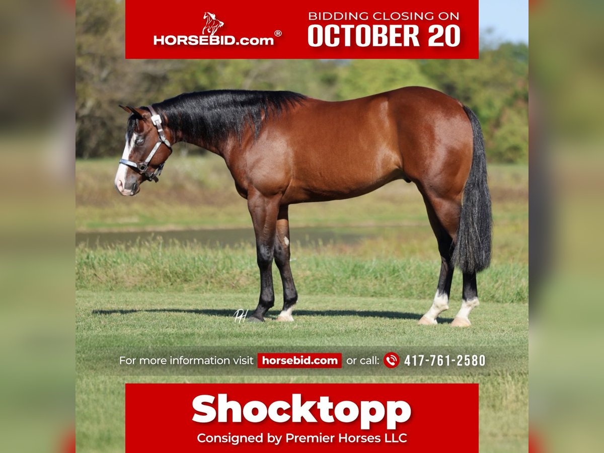 American Quarter Horse Gelding 3 years 15 hh Bay in Buffalo, MO