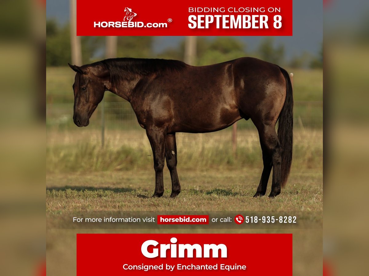 American Quarter Horse Gelding 3 years 15 hh Black in Granbury