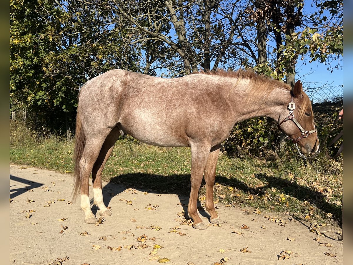 American Quarter Horse Gelding 3 years 15 hh Roan-Red in Stahnsdorf