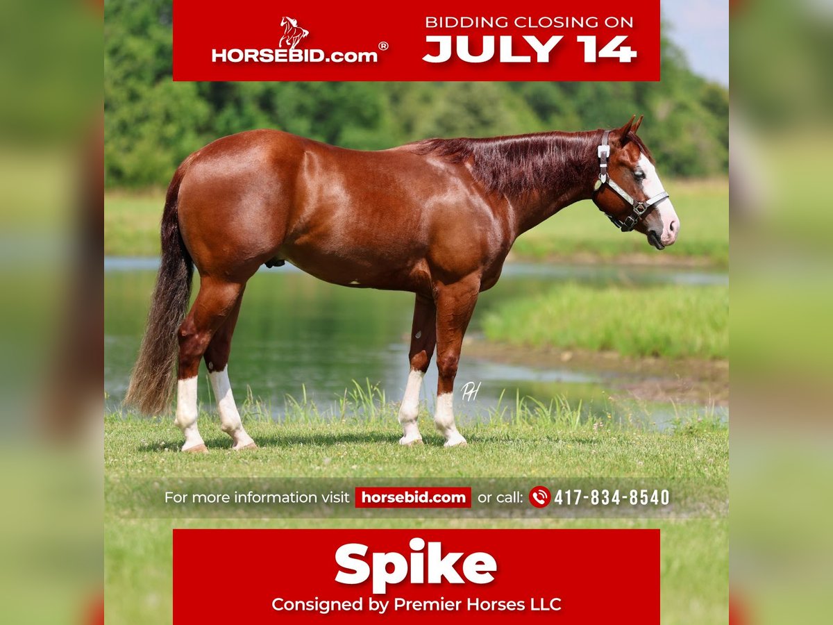 American Quarter Horse Gelding 3 years 15 hh Sorrel in Buffalo, MO