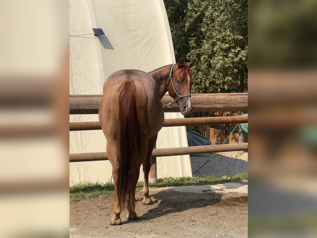 American Quarter Horse Gelding 3 years 15,1 hh Roan-Red in Cortazzone