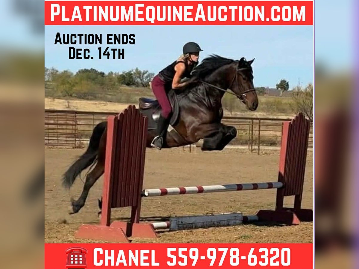 American Quarter Horse Gelding 3 years 16 hh Bay in Jacksboro TX