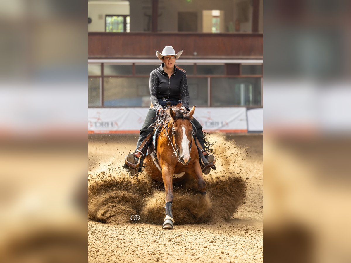 American Quarter Horse Gelding 3 years Brown in Geilenkirchen American Quarter Horse Gelding 3 years Brown in Geilenkirchen