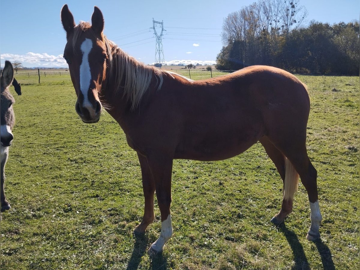 American Quarter Horse Gelding 3 years Chestnut in Billezois