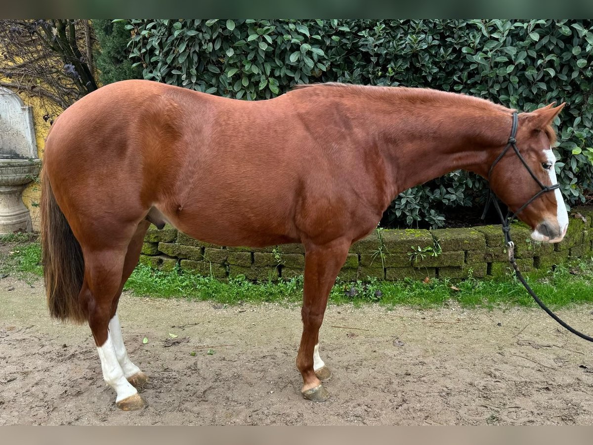 American Quarter Horse Gelding 3 years Chestnut-Red in Mooslargue