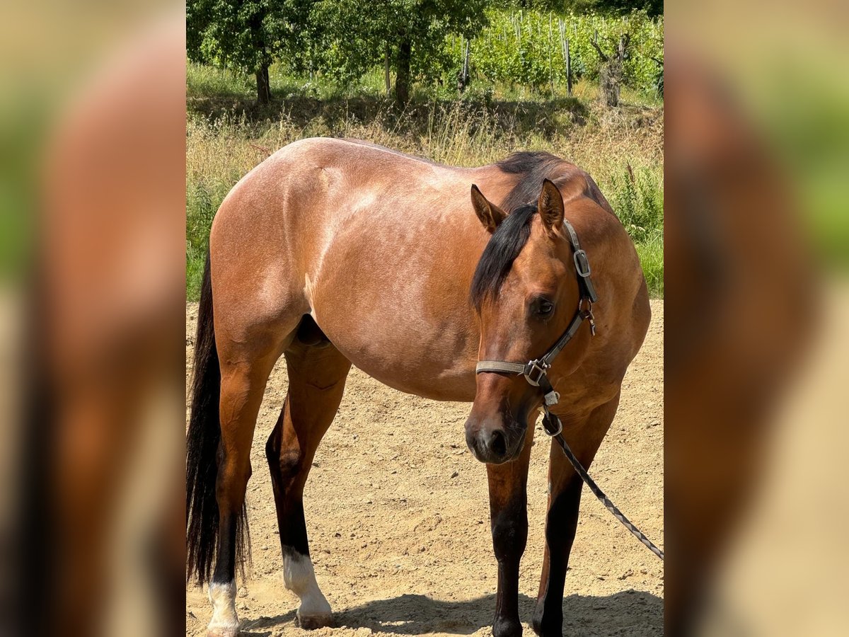 American Quarter Horse Gelding 3 years Roan-Bay in Massarella
