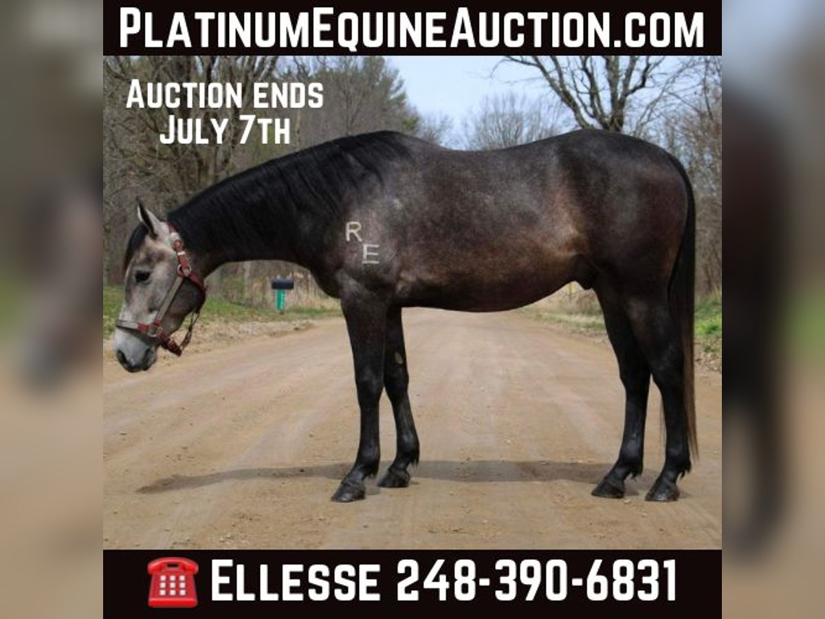 American Quarter Horse Gelding 4 years 14,1 hh Gray in Howell MI