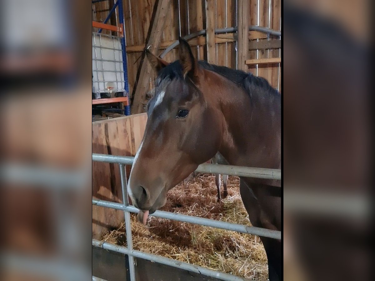 American Quarter Horse Gelding 4 years 14,2 hh Bay-Dark in Diemelstadt