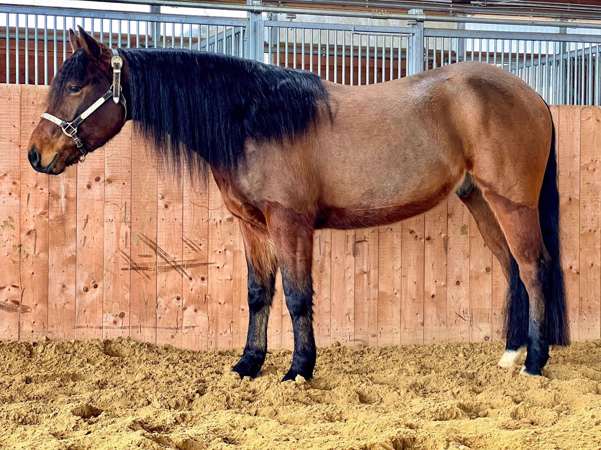 American Quarter Horse Gelding 4 years 14,2 hh Brown in Hürtgenwald