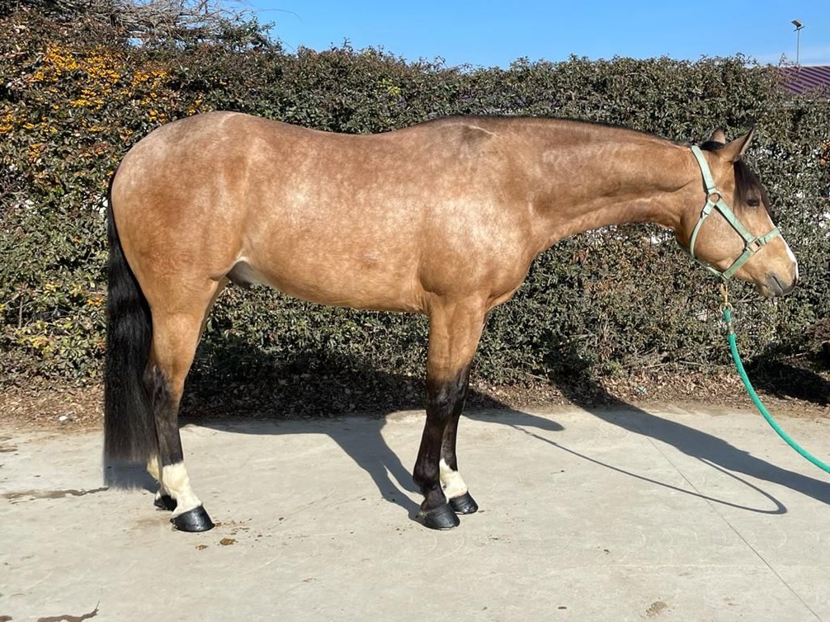 American Quarter Horse Gelding 4 years 14,2 hh Buckskin in Freystadt