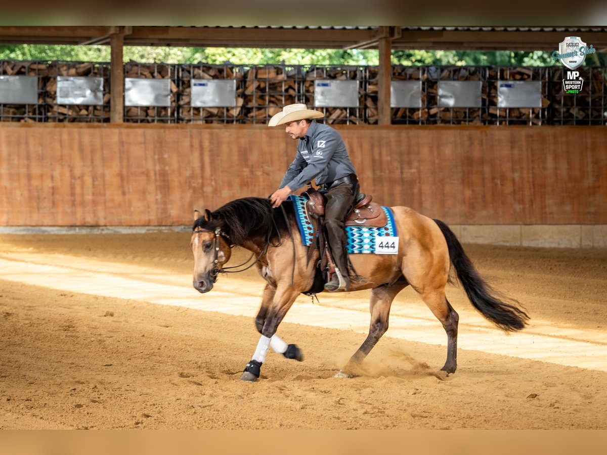 American Quarter Horse Gelding 4 years 14,2 hh Buckskin in Windeck