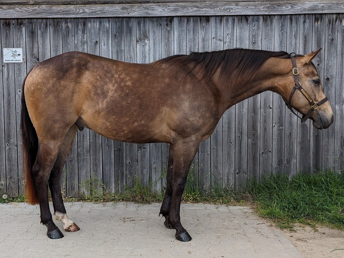 American Quarter Horse Gelding 4 years 14,2 hh Buckskin in Büttelborn