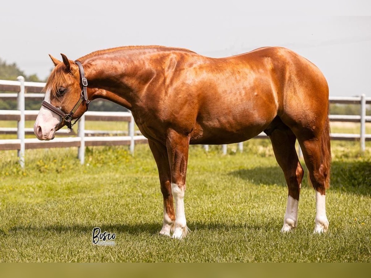 American Quarter Horse Gelding 4 years 14,2 hh Chestnut-Red in Freystadt