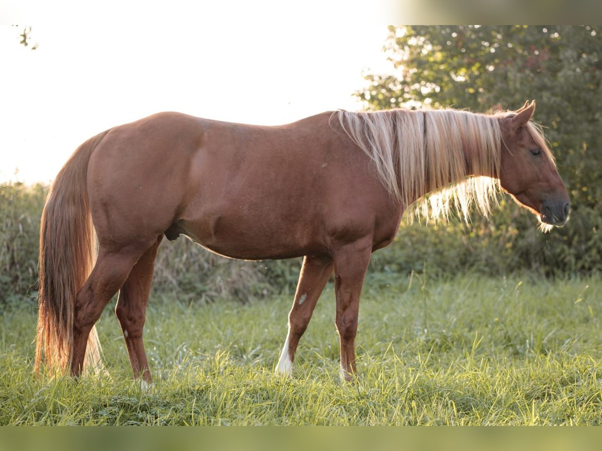 American Quarter Horse Gelding 4 years 14,2 hh Chestnut-Red in Stulln