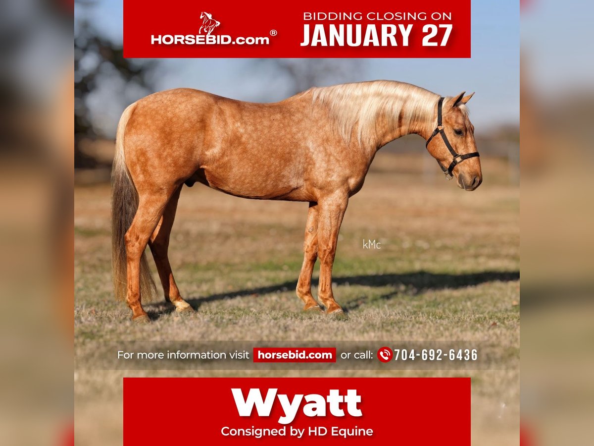 American Quarter Horse Gelding 4 years 14,2 hh Palomino in Madill, OK