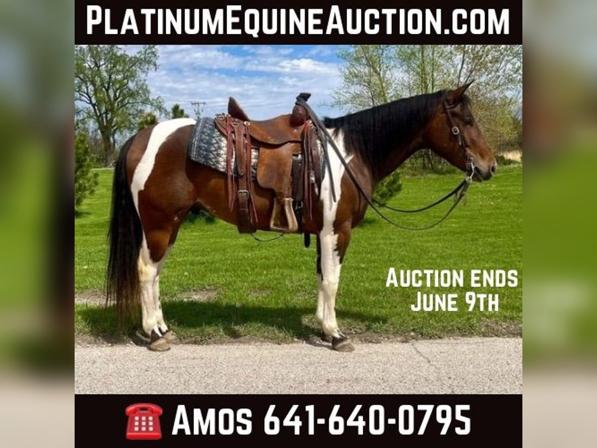 American Quarter Horse Gelding 4 years 14,3 hh Bay in Zearing IA