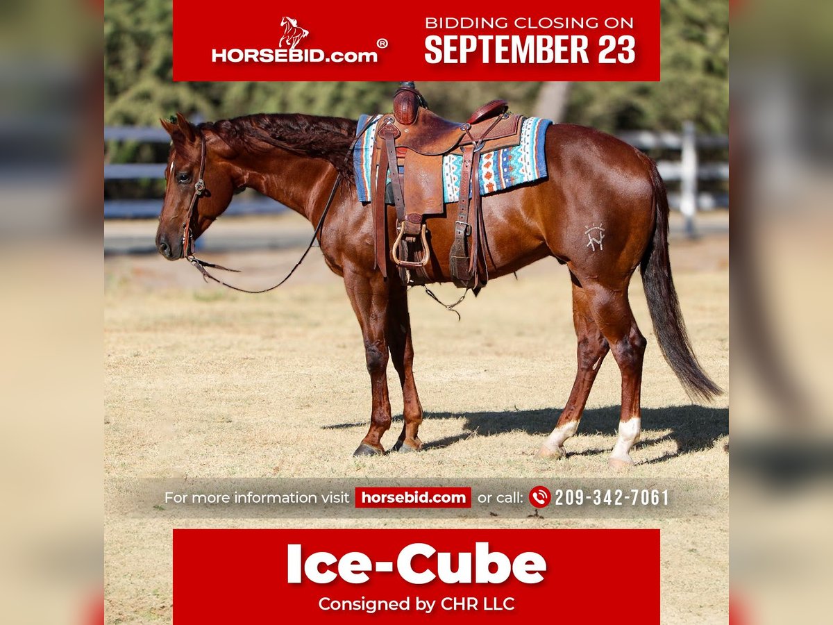 American Quarter Horse Gelding 4 years 14,3 hh Chestnut in Waterford, CA