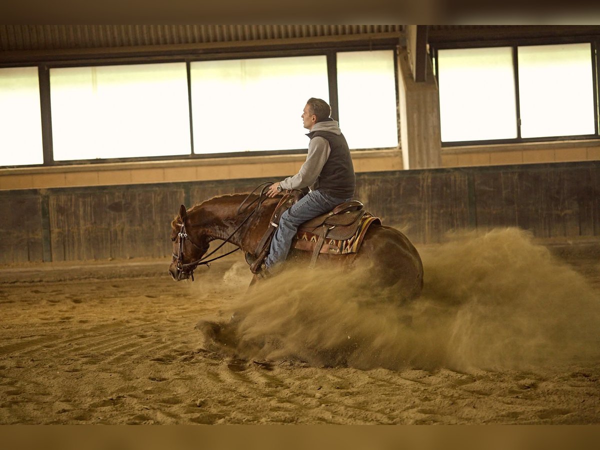 American Quarter Horse Gelding 4 years 14,3 hh Chestnut-Red in München