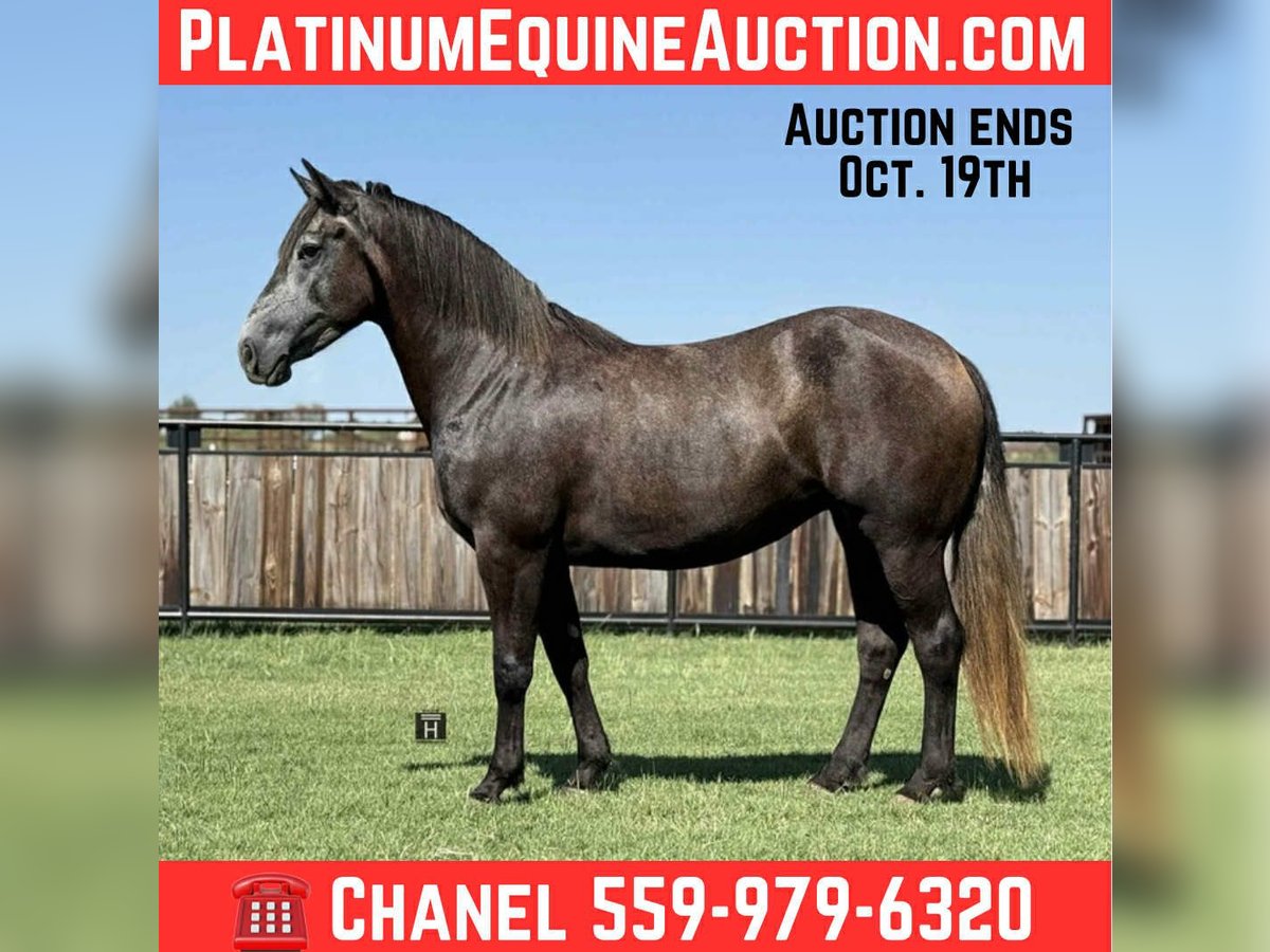 American Quarter Horse Gelding 4 years 14,3 hh Grey-Dapple in Jacksboro, TX