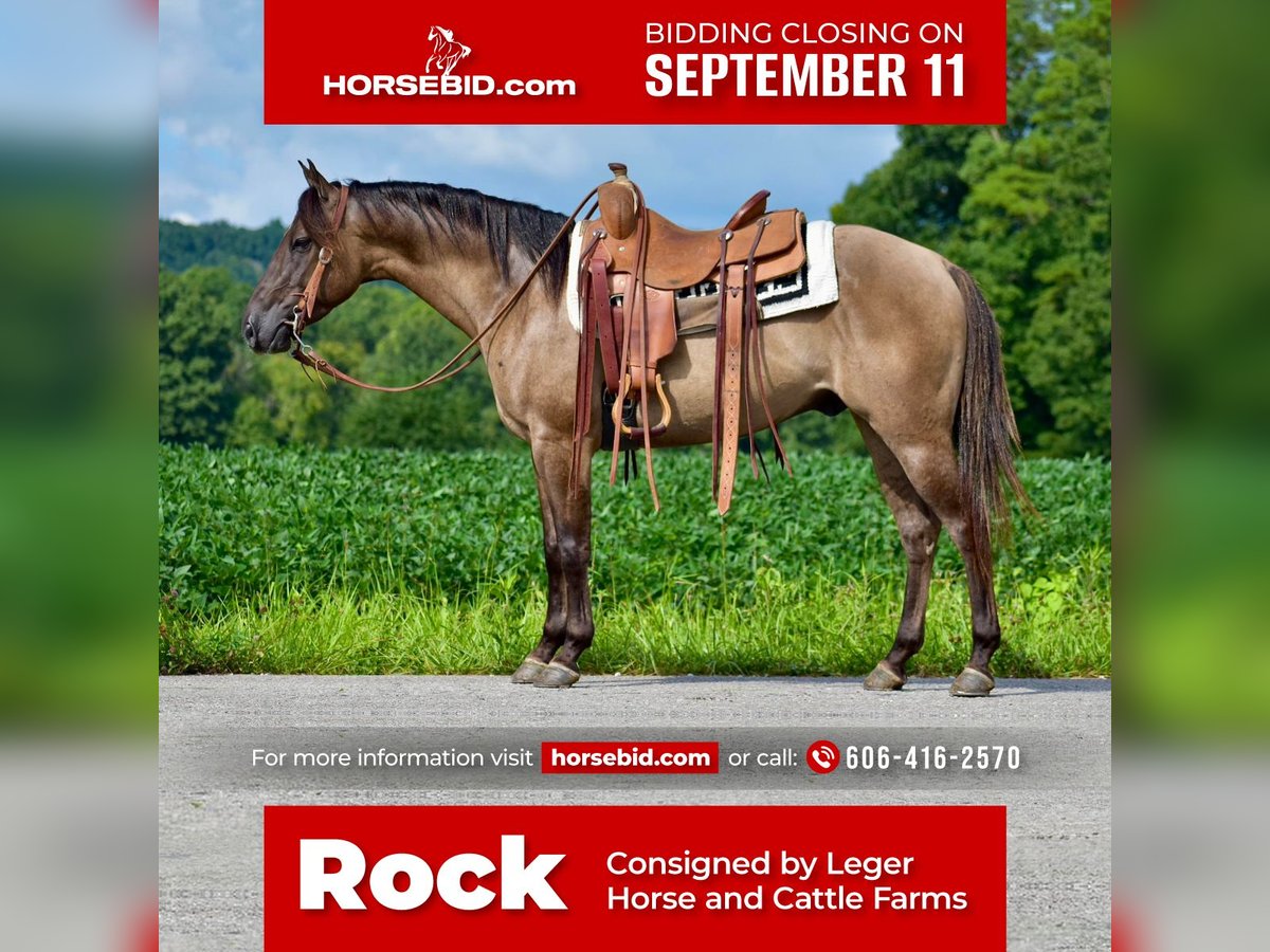 American Quarter Horse Gelding 4 years 14,3 hh Grullo in Crab Orchard, KY
