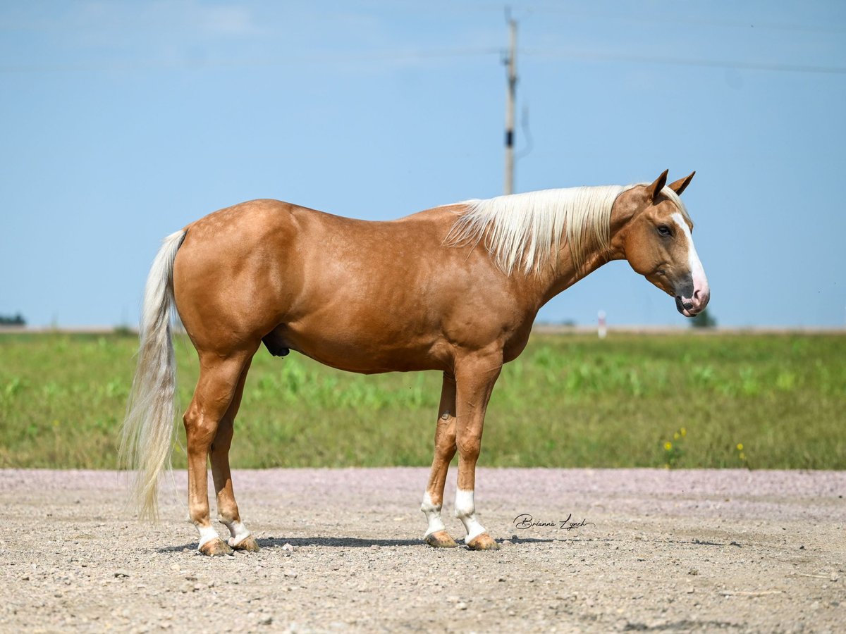 American Quarter Horse Gelding 4 years 14,3 hh Palomino in Canistota