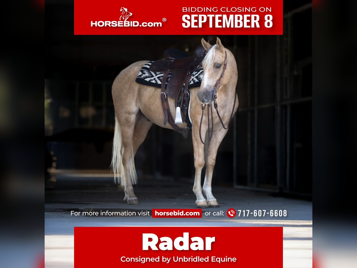 American Quarter Horse Gelding 4 years 14,3 hh Palomino in Millerstown