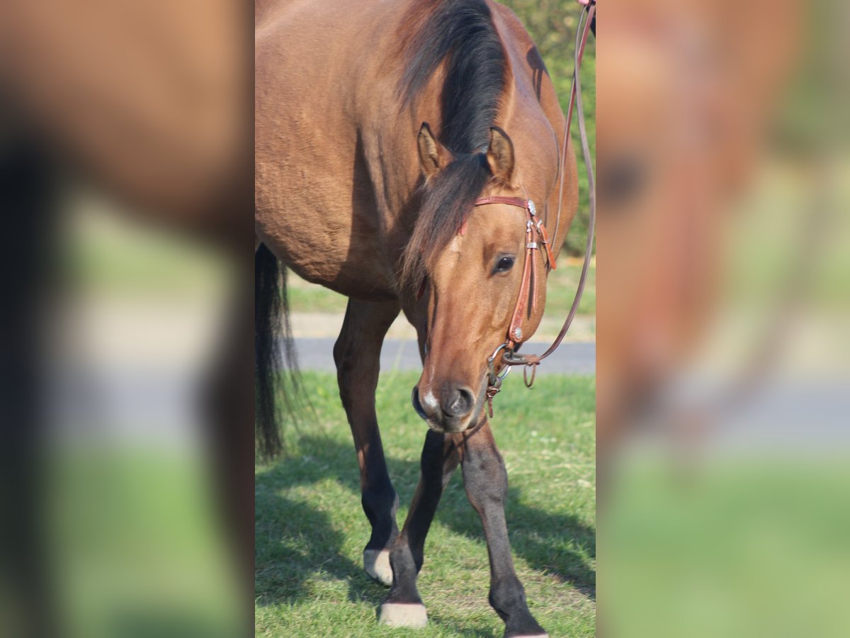 American Quarter Horse Gelding 4 years 14,3 hh in Neustadt am Rübenberge