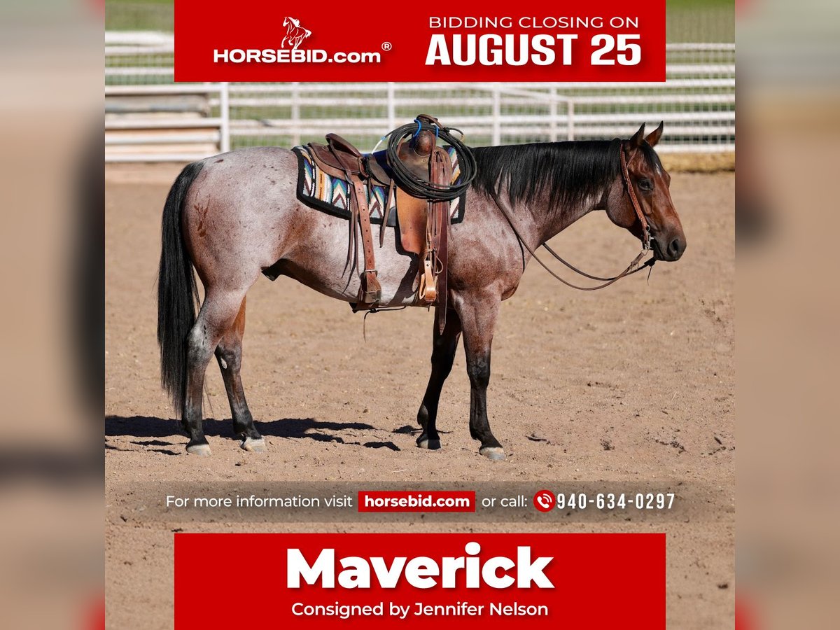 American Quarter Horse Gelding 4 years 14,3 hh Roan-Bay in Kirtland