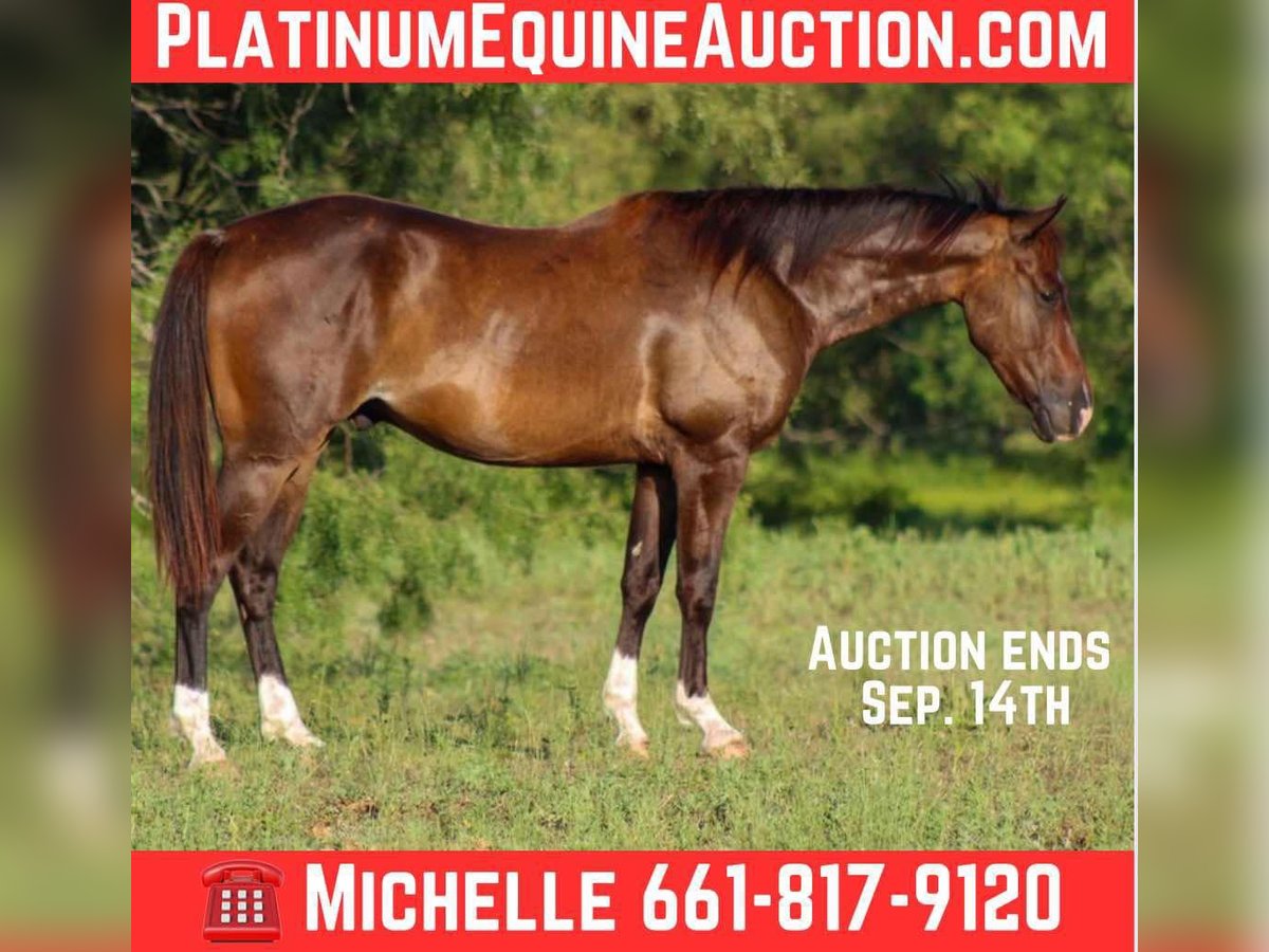 American Quarter Horse Gelding 4 years 14,1 hh Bay in Stephenville TX