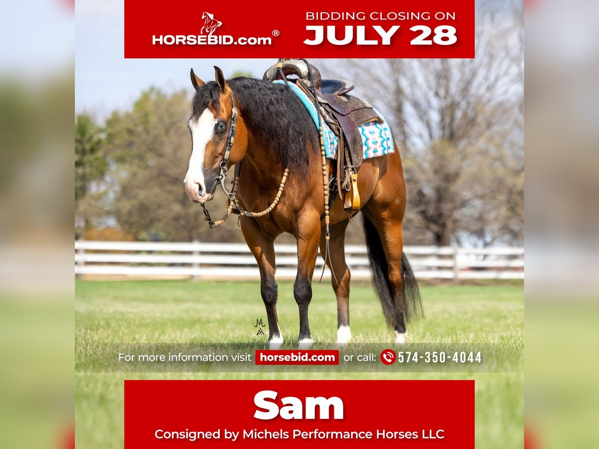 American Quarter Horse Gelding 4 years 14,2 hh Bay in Cottage Grove, MN